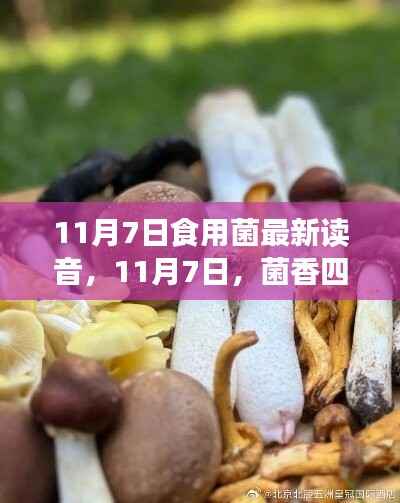 11月7日食用菌读音揭秘,菌香四溢的奇遇记