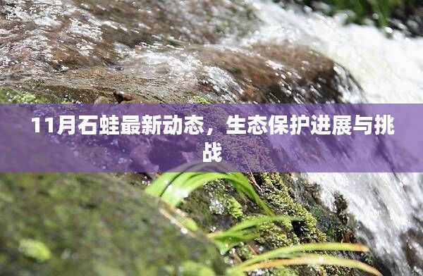 11月石蛙最新动态,生态保护进展与挑战