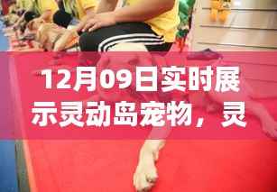 揭秘宠物实时展示背后的科技魅力,灵动岛宠物12月09日展示实况