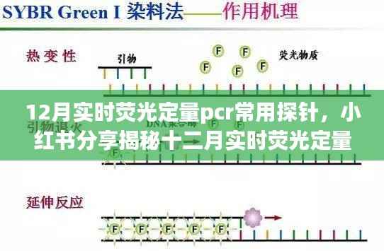揭秘十二月实时荧光定量PCR常用探针秘籍,小红书分享指南