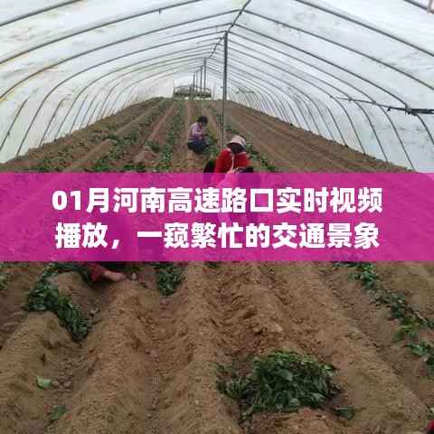 河南高速路口实时交通景象直播，繁忙交通一览无余