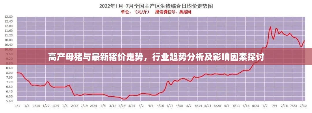 高产母猪与最新猪价走势,行业趋势分析及影响因素探讨