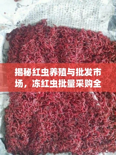 揭秘红虫养殖与批发市场,冻红虫批量采购全攻略!