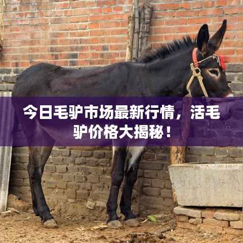 今日毛驴市场最新行情,活毛驴价格大揭秘!