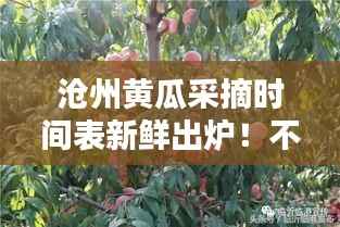 沧州黄瓜采摘时间表新鲜出炉!不容错过的采摘季节