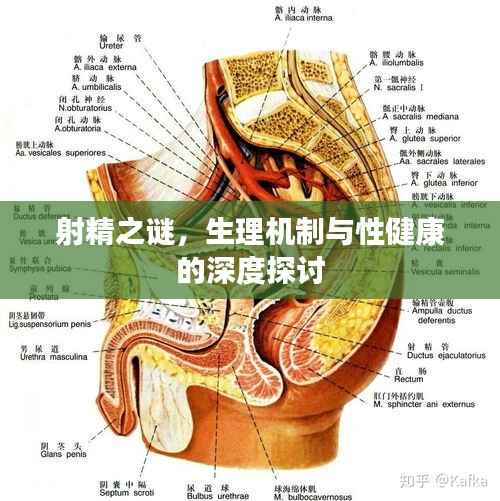 射精之谜,生理机制与性健康的深度探讨