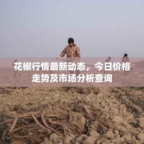 花椒行情最新动态,今日价格走势及市场分析查询