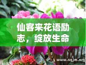 仙客来花语励志,绽放生命之光,追求无限可能!