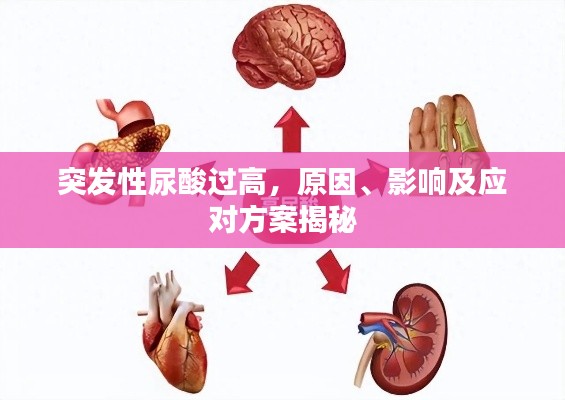 突发性尿酸过高,原因、影响及应对方案揭秘