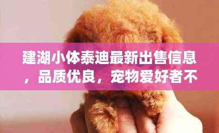 建湖小体泰迪最新出售信息，品质优良，宠物爱好者不容错过