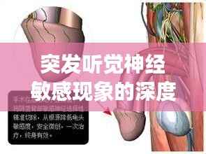 突发听觉神经敏感现象的深度解析,揭秘生理现象背后的奥秘