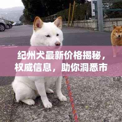 纪州犬最新价格揭秘,权威信息,助你洞悉市场动态!