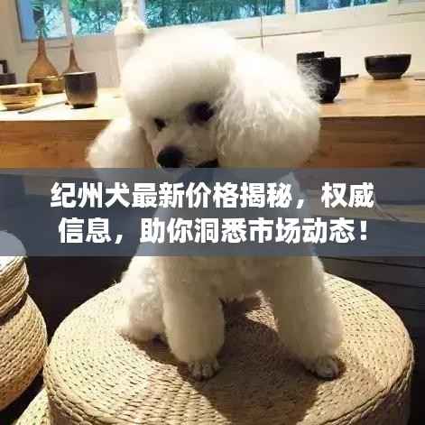 纪州犬最新价格揭秘,权威信息,助你洞悉市场动态!